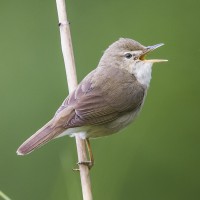 Blyth's Reed Warbler